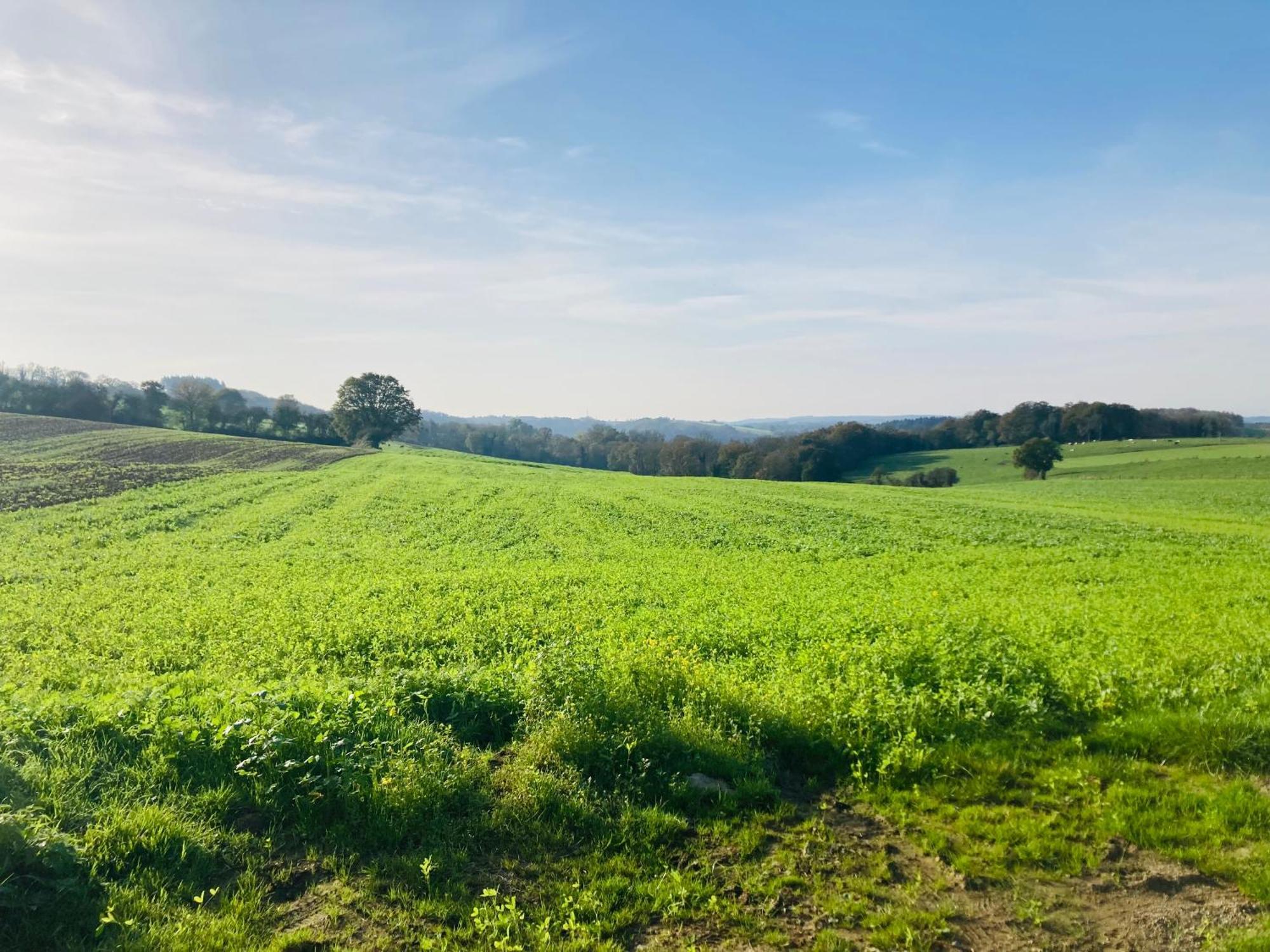 Hastiere-par-dela Woody Lodge - Duplex Nature Bonsoy Ardennes מראה חיצוני תמונה