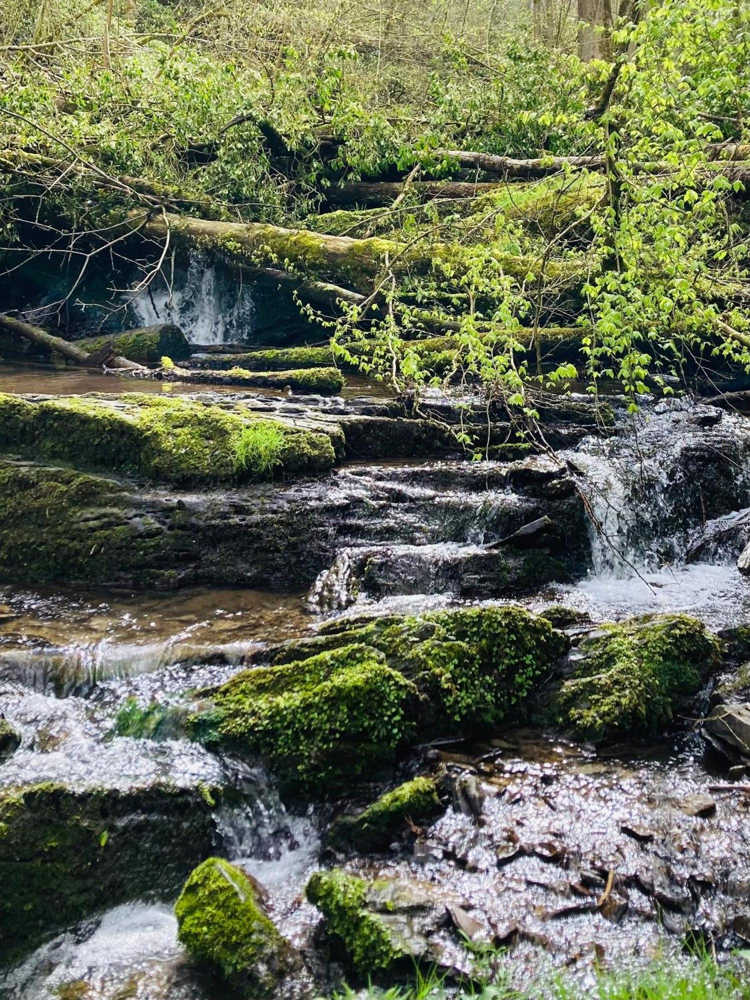 Hastiere-par-dela Woody Lodge - Duplex Nature Bonsoy Ardennes מראה חיצוני תמונה